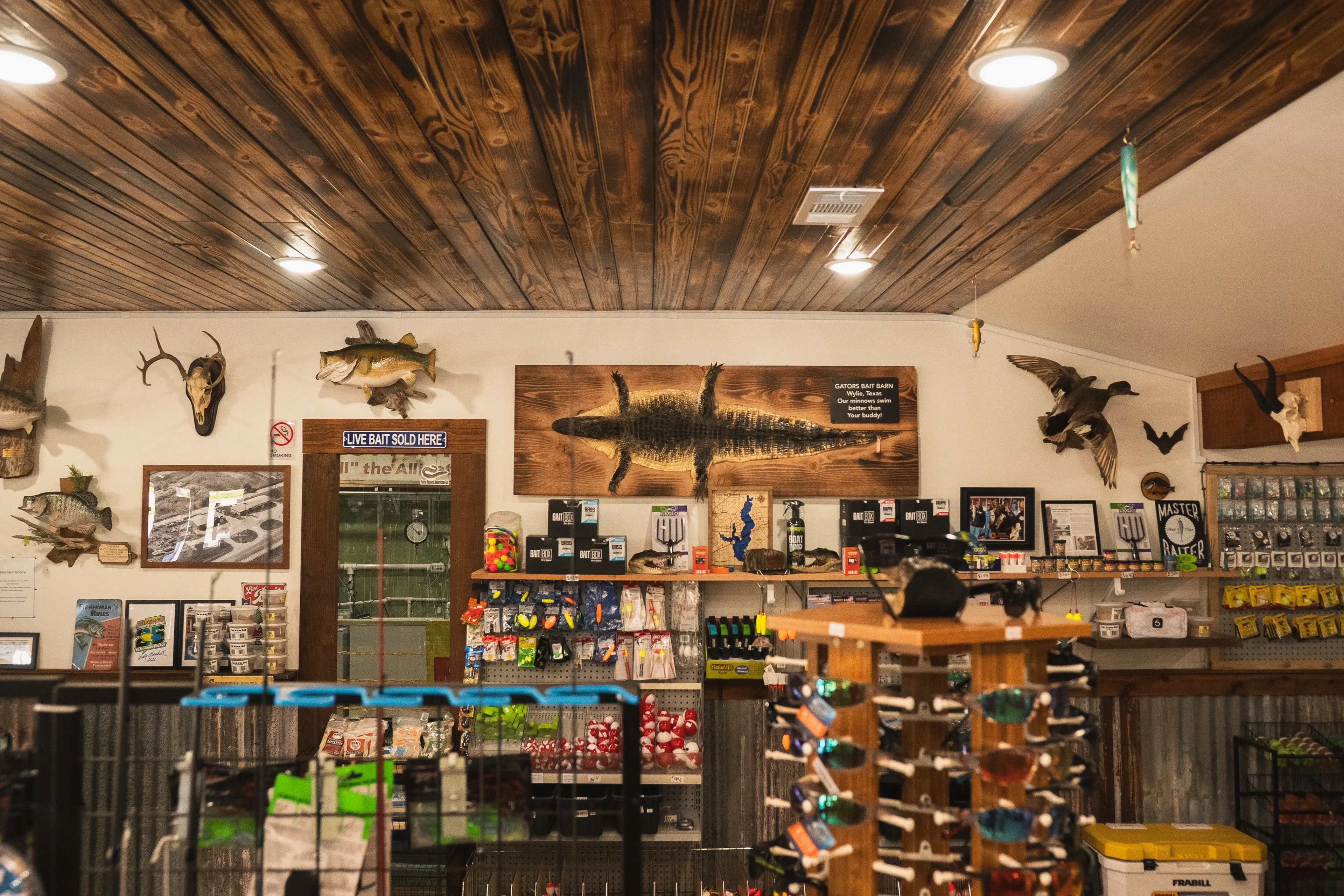 Bill the alligator — a Lake Lavon legend